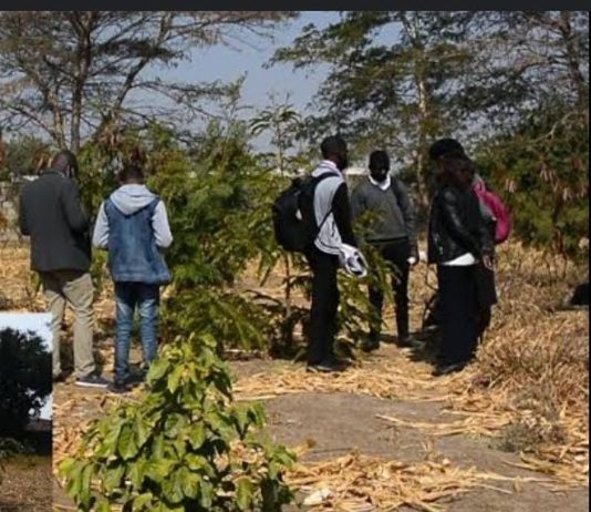 शेवटच्या घटका मोजतेय आलापल्लीतील जैवविविधता उद्यान