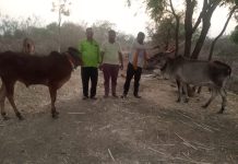 रंगपंचमी गोमातेला व नंदीबैल लावून वृक्ष आंब्याचे झाड लावून रंगपंचमी आगळावेगळा उत्सव साजरी