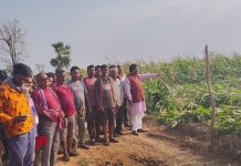 अवकाळी वादळ व गारपीटमुळे मक्का पिकांचे मोठे नुकसान