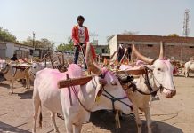 आज पासून ऊस तोडी ला पडला पट्टा ऊस तोडी वाले ने केले आनंदाने घराकडे प्रस्थान.