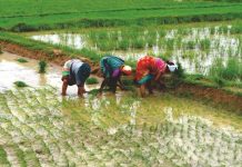 धान /भरडधान्य खरेदी नोंदणीकरीता 31 मे पर्यंत मुदतवाढ