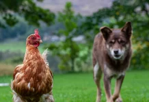 कोंबड्या मारले म्हणून रागाच्या भरात कुत्र्याला एयरगने गोळ्या झाडून मारले