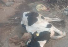 गोदावरी बायो रिफायनरीज लि. केमिकल कंपनीच्या बाहेर पडणारे वेस्टेज पाण्यामुळे जनावरे व शेत जमीन धोक्यात
