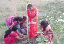 स्त्री शक्ती मंत्र संघटनेच्या वतीने वटपौर्णिमा निमित्ताने वृक्षारोपण