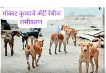 सुखकर्ता गणेश मंदिर सेवा समिती, घुग्गुस यांच्या कडून मोकाट कुत्र्यांचे अँटी रेबीज लसीकरण