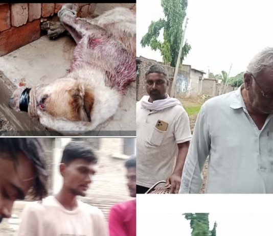 आरोपी पुरूषोत्तम विष्णू घावट यांनी कुञावर कुल्हाडीने केला वार