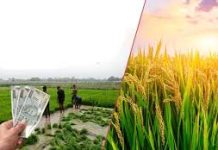 धान उत्पादक शेतकऱ्यांच्या खात्यात १०४ कोटी रुपयांचा बोनस जमा