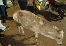 अज्ञात वाहनचालकाने दिली गायी वासरूला जबर धडक