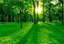 प्रबोधिनी मंच महाराष्ट्र साहित्य समुह तर्फे विशेष कविता – निसर्ग