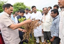 अतिवृष्टीमुळे नुकसान झालेल्या शेतमालाची पालकमंत्र्यांकडून पाहणी