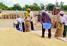 शेतकऱ्यांनी धान साठवून ठेवावे – कवडीमोल दराने न विकण्याचे आवाहन