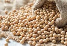 15 नोव्हेंबरपासून सोयाबीनची हमीभावाने खरेदी