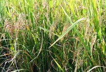 जिल्ह्यातील 33 केंद्रावर धान खरेदी सुरू