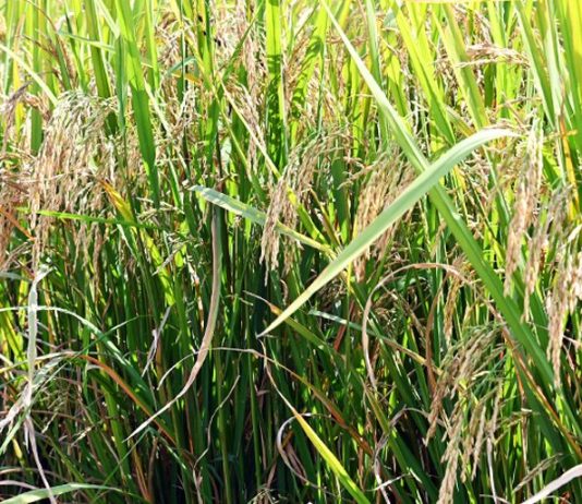 जिल्ह्यातील 33 केंद्रावर धान खरेदी सुरू