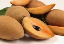चीकू खाल्ल्याने जुना कफ नाहीसा! सर्दी-खोकल्यावर नैसर्गिक रामबाण उपाय