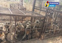 भिवकुंड गावात मागील अनेक वर्षांपासून सुरू असलेला माकडांचा उपद्रव अखेर संपुष्टात; ग्रामपंचायत व ग्रामस्थांच्या एकत्रित प्रयत्नांना यश