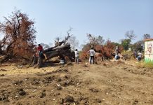 ग्रामपंचायतीकडून अवैध वृक्षतोड प्रकरणी तात्काळ कारवाईची मागणी