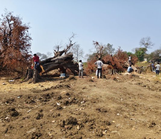 ग्रामपंचायतीकडून अवैध वृक्षतोड प्रकरणी तात्काळ कारवाईची मागणी
