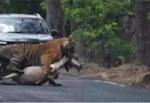 थरारक! चंद्रपूर-मूल महामार्गावर ‘मामा’ वाघाने भररस्त्यात केली गायीची शिकार; प्रवाशांची उडाली तारांबळ