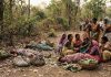 काळजाचा थरकाप! तेंदूपाने तोडण्यासाठी गेलेल्या १३ महिलांवर वाघाचा हल्ला; चार महिला ठार