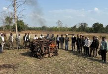 दुर्दैवी घटना: विहिरीत पडून वाघाचा मृत्यू