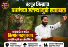 चंद्रपूर जिल्ह्यात वाघांच्या हल्ल्यांमुळे खळबळ; मनसेचे जिल्हा सचिव किशोर मडगुलवार यांचे जिल्हाधिकाऱ्यांना निवेदन, आंदोलनाचा इशारा