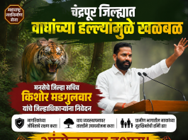 चंद्रपूर जिल्ह्यात वाघांच्या हल्ल्यांमुळे खळबळ; मनसेचे जिल्हा सचिव किशोर मडगुलवार यांचे जिल्हाधिकाऱ्यांना निवेदन, आंदोलनाचा इशारा