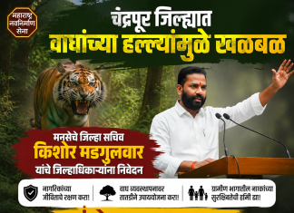 चंद्रपूर जिल्ह्यात वाघांच्या हल्ल्यांमुळे खळबळ; मनसेचे जिल्हा सचिव किशोर मडगुलवार यांचे जिल्हाधिकाऱ्यांना निवेदन, आंदोलनाचा इशारा